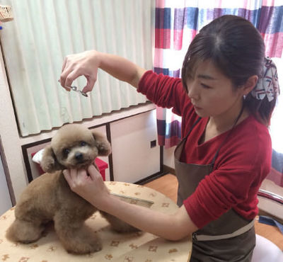 P-Foreverは札幌市北区新琴似の小型犬専門の自宅トリミングハウス